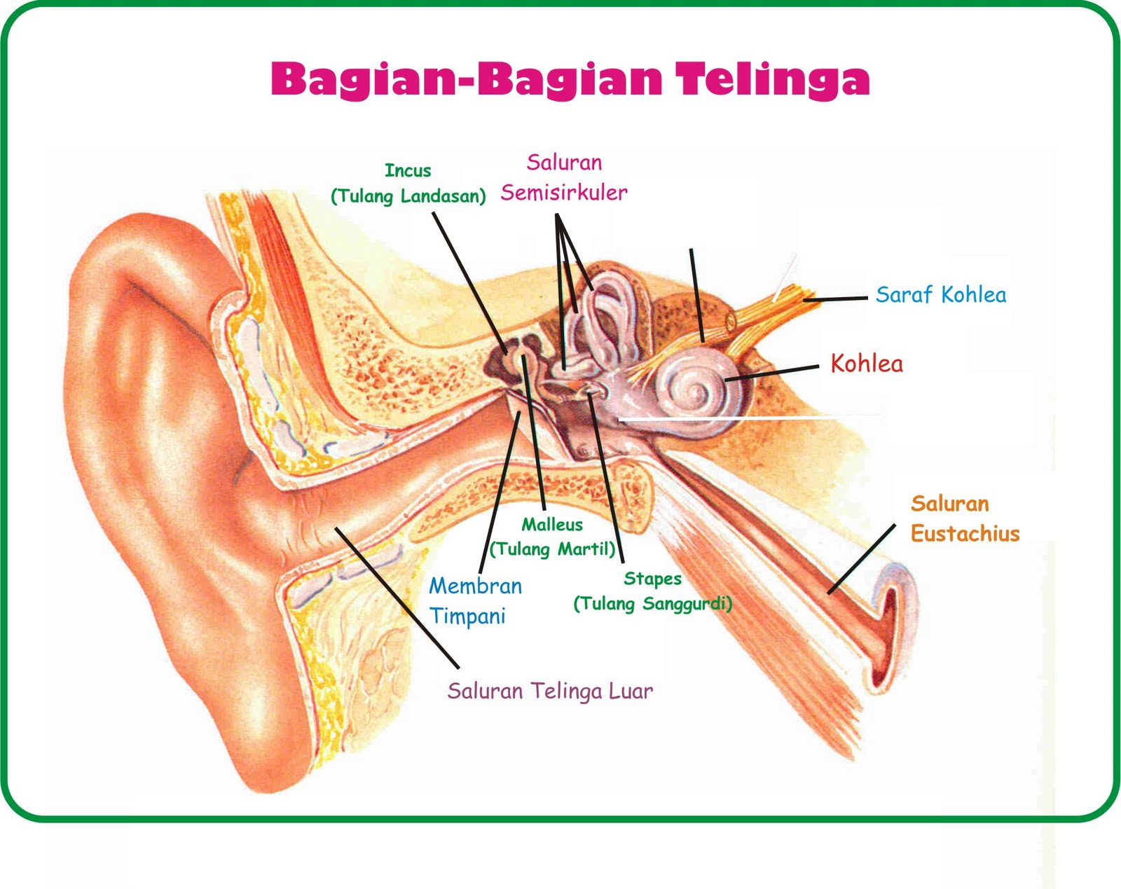 Telinga Manusia Pengertian Bagian Fungsi Kelainan