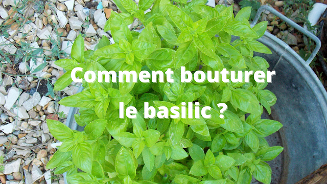 Comment bouturer le basilic ? (Tuto vidéo)