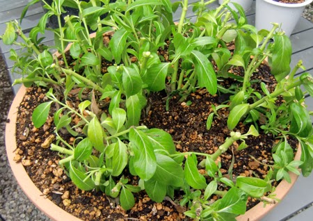 花と野菜 保存版 花 ベゴニアビッグ