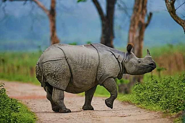 Parc national de Kaziranga