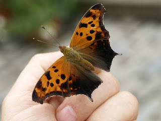 Polygonia interrogationis - Polygone point d'interrogation