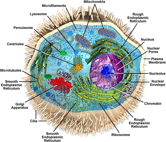 animal cell diagram without labels. Animal Cells