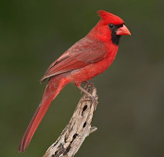 Suara burung northern cardinal,gacor (untuk masteran)