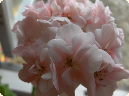Pelargonie