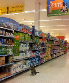 Brutus si Kucing Supermarket berjalan jelan di lorong supermarket