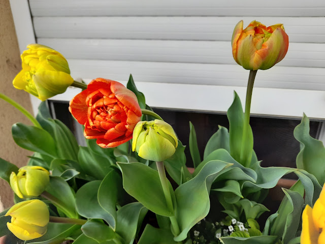 Tulipanes (Tulipa doble "Sun Lover").