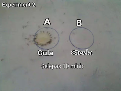 semut vs gula vs stevia