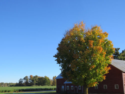 blue sky behind barn and autumn tree