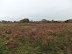 Martlesham Heath