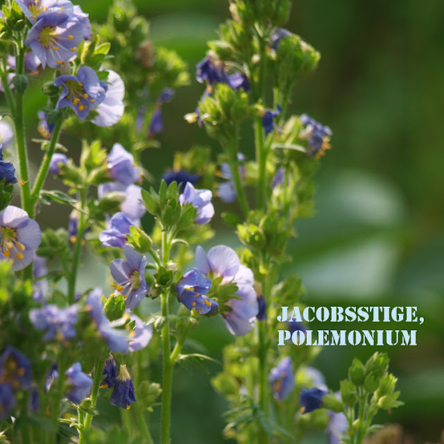 Jacobsstige, Polemonium er en let og smuk staude med blå blomster