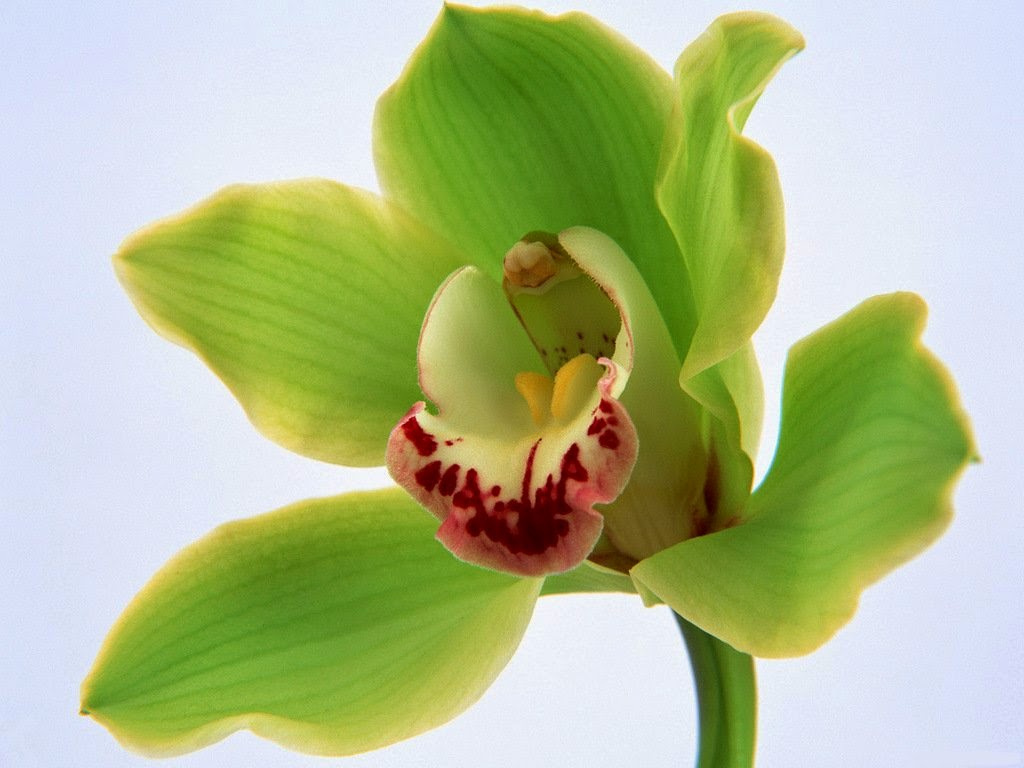 http://www.scenicreflections.com/media/581049/Green_orchid_Wallpaper/