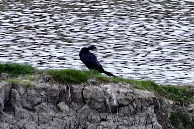 Overall, "The Little Cormorant is a common and widespread bird species that is often found near water and is known for its excellent diving and fishing abilities."