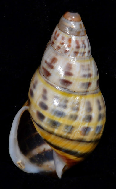 Amphidromus wetaranus wetaranus 29.32mm