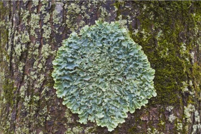 Лишайник — это симбиотическая ассоциация водоросли и гриба — мутуализм.