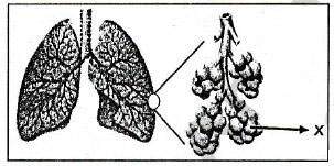 Alveolus paru-paru, alveoli