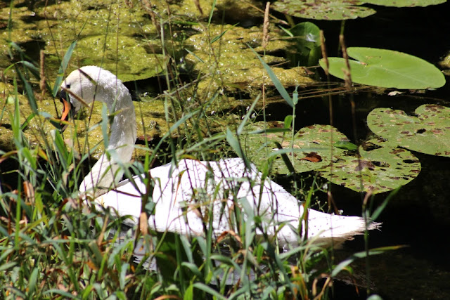 Swan on the Lake Heywood Gardens