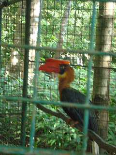 bird in the cage in Zoobic Safari