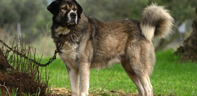   Ελληνικός Ποιμενικός: Η Αρχαία Περήφανη Ράτσα Σκύλου Που Απειλείται Με Εξαφάνιση