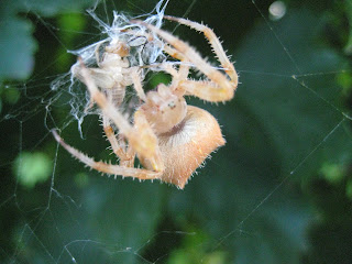 Barn Spider Wallpapers