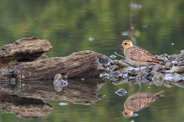 Pacific Golden Plovers