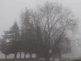 trees in fog