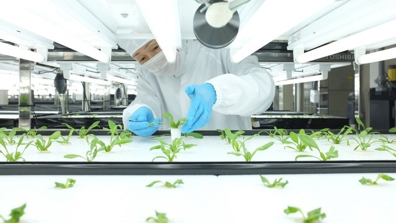 toshiba-farm-worker-checks-plant-1