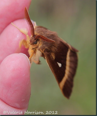 32-Northern-eggar