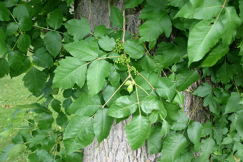 stages of poison ivy rash pictures. You#39;re Sleeping Poison Ivy