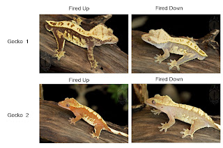 Fired Up Geckos: Care Sheet - Crested Geckos