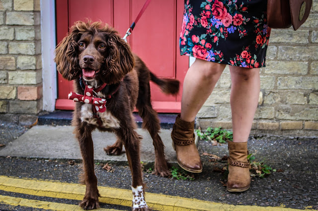 springer spaniel rescue hound