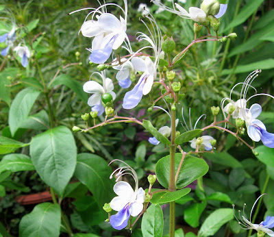 Annieinaustin Blue butterfly clerodendrum