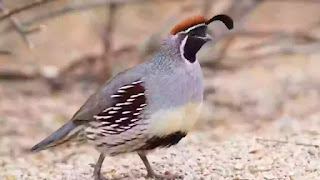 Quail