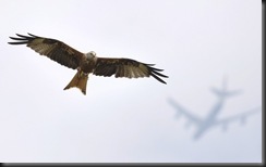 environment-hawk_2371882k