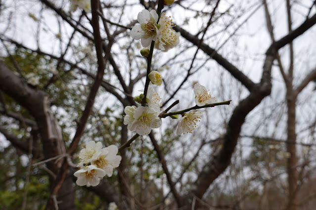 鳥取県米子市大篠津町 アジア博物館・井上靖記念館 ウメ（梅）