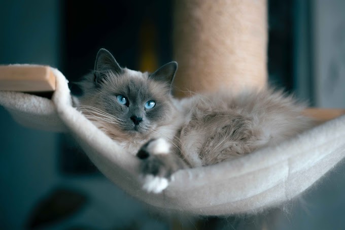  Unveiling the Beauty of Grey Ragdoll Cats A Comprehensive Guide