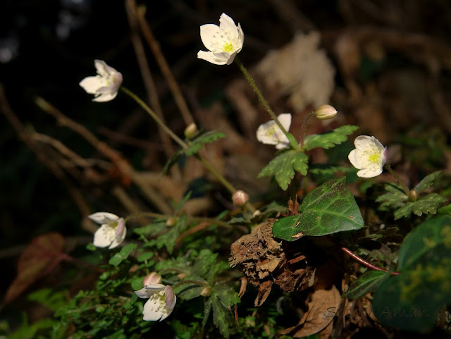 Anemone flaccida