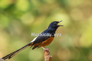 Mempersiapkan Murai Batu atau Burung Lain Agar Siap Lomba