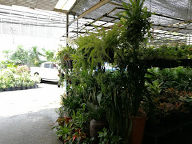 エカマイの観葉植物店