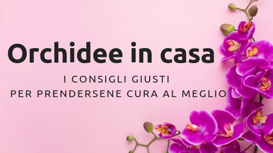 Orchidee in casa, i consigli giusti per prendersene cura al meglio