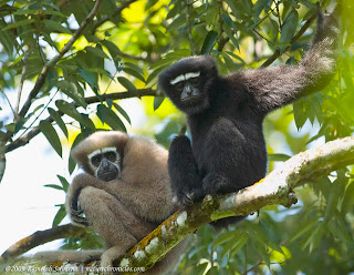 Western hoolock Gibbon