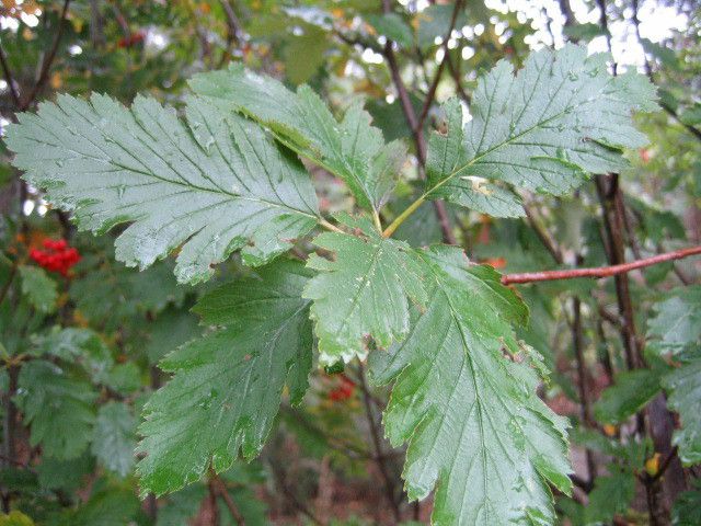 Хедлундия ложнофинская / Рябина ложнофинская (Hedlundia pseudofennica, =Sorbus pseudofennica)