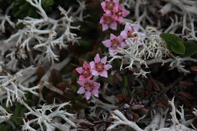 Kalmia procumbens or Loiseleuria procumbens – Trailing Azalea (#68)