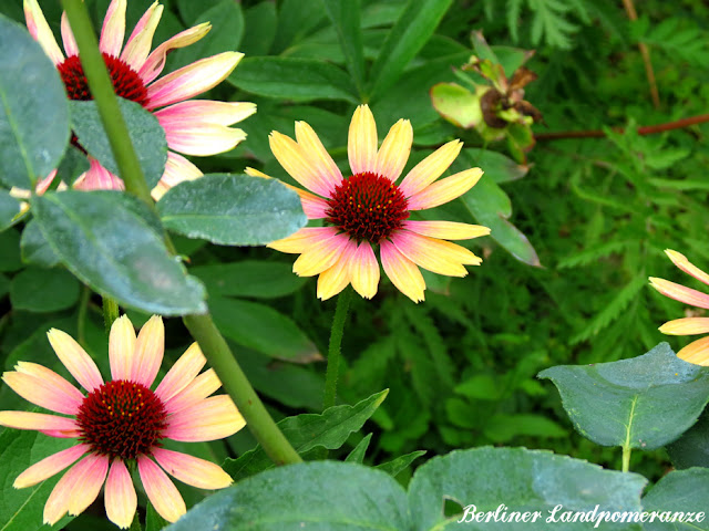 Sonnenhut - Echinacea