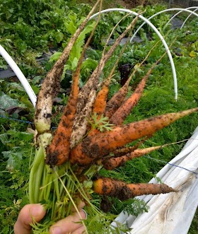 Best soil for carrots to grow in #Organic_Gardening