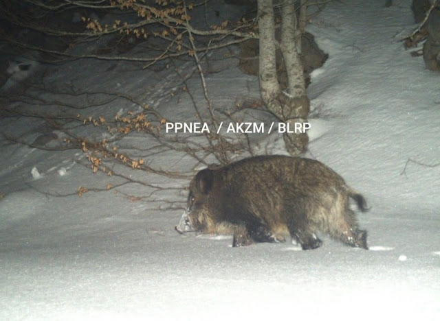 wild boar filmed at night at munella mount