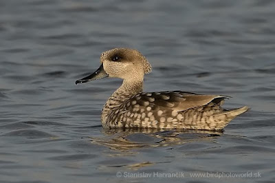 Marbled Teal