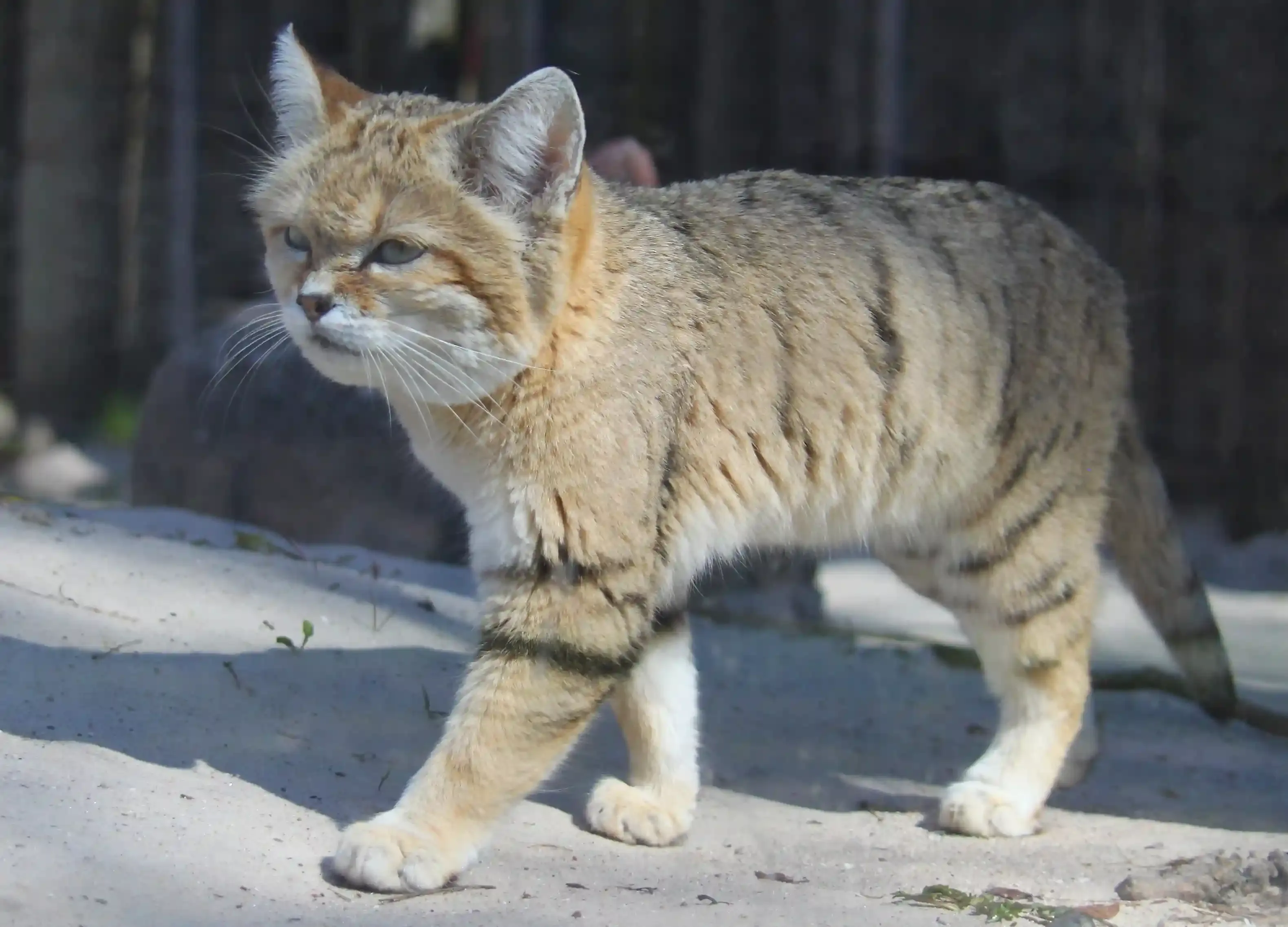 Sand Cat