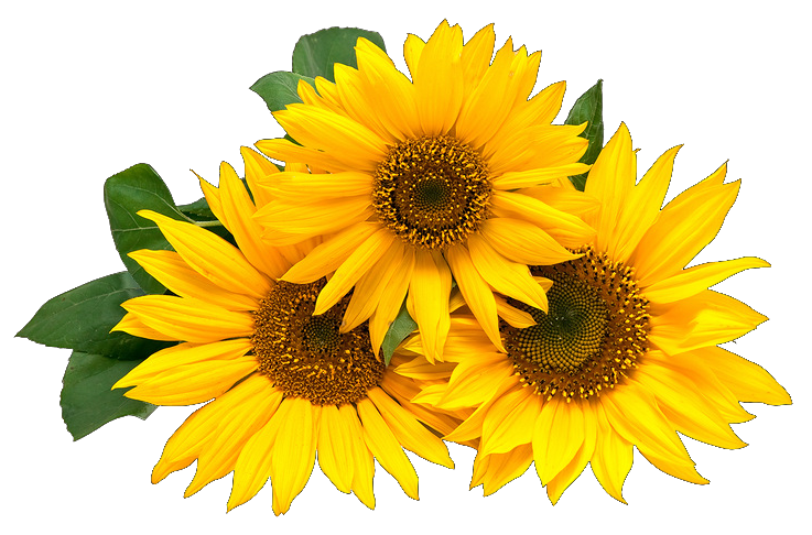 Download Gifs y Fondos Galilea: Girasoles