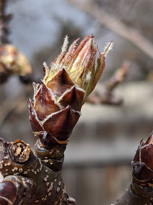 Pear Tree Bud Emerging from Dormancy