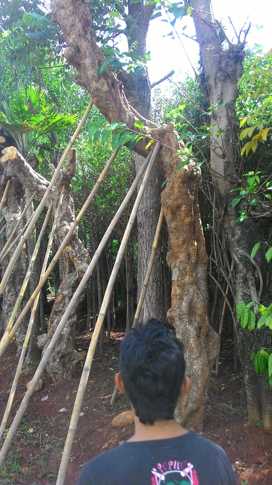 Jual pohon Kamboja fosil Batang besar harga murah  